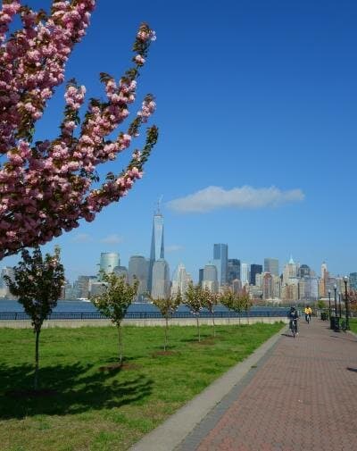 八重桜とマンハッタン