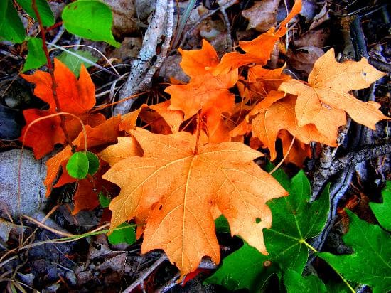 Fall In The Summer?