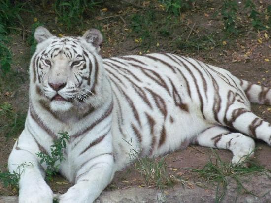 Tiger...so pretty!