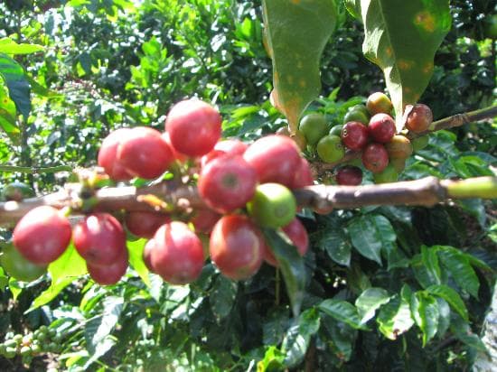 The coffee bean