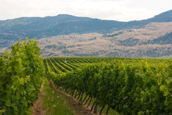 Tinhorn Creek Diamondback Vineyard on the Black Sage Bench