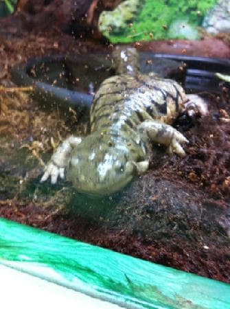 salamander