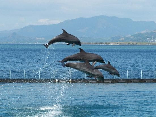 Dolphin show