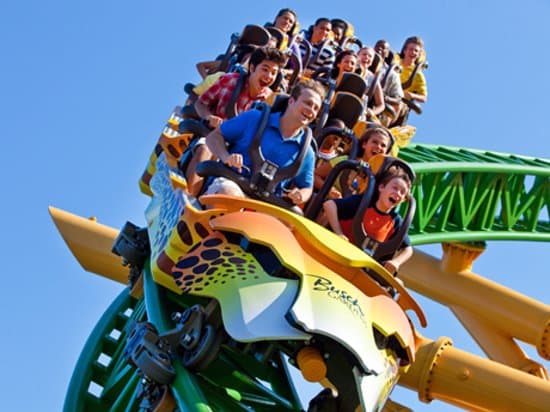 Cheetah Hunt