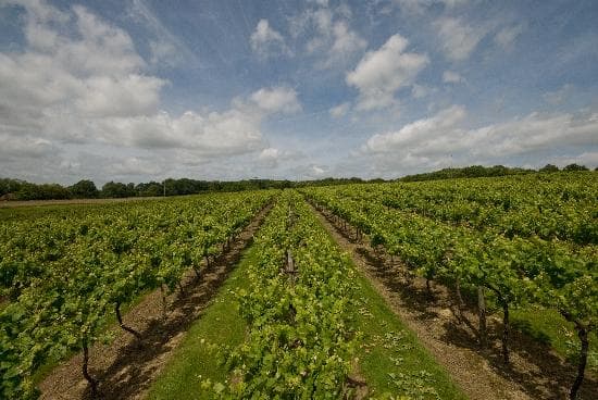 Biddenden Vineyards, Kent