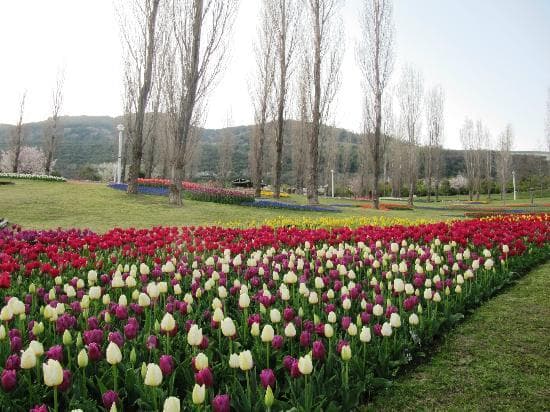 Tulip gardens at Akashi