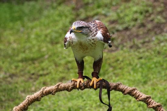 Ferruginous Hawk - She was beautiful and ready for her meal