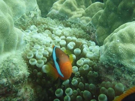 We found Nemo