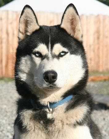 Hugo, Star of Disney's Snowbuddies