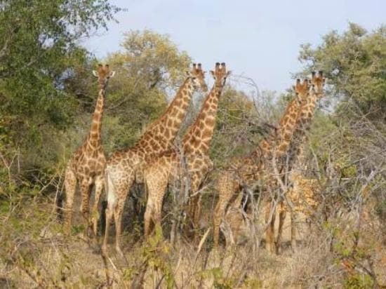 Giraffe