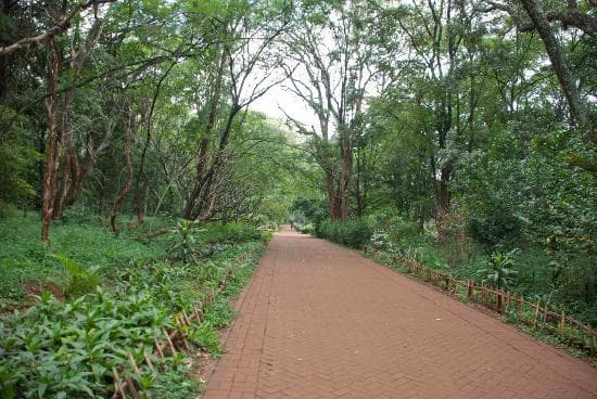 Nairobi's National Arboretum