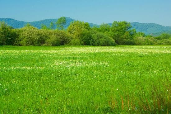 Narcissus Valley
