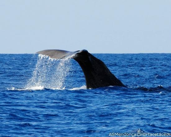 Sperm Whale fluking