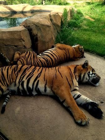tigers sleeping at glass wall
