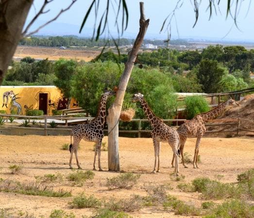 zoo
