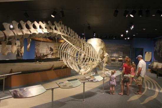 Sperm Whale Gallery
