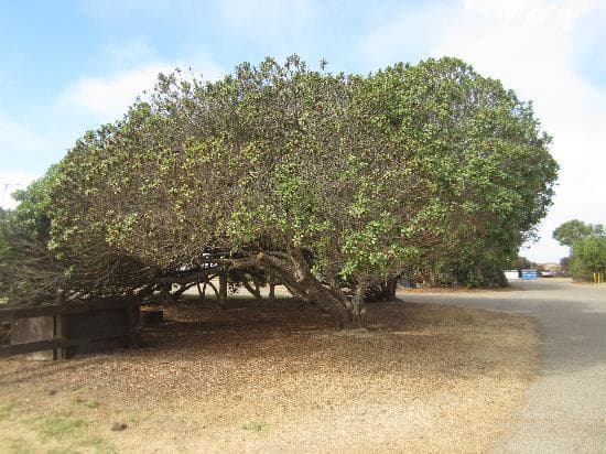 Lovely tree near our campsites
