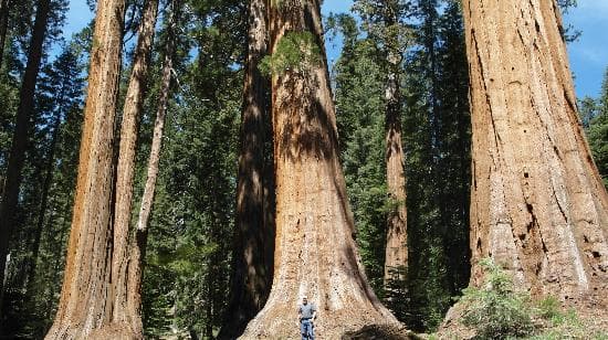 Sequoia NP
