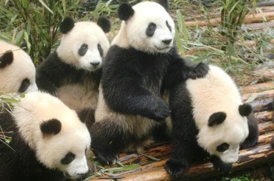 Panda
