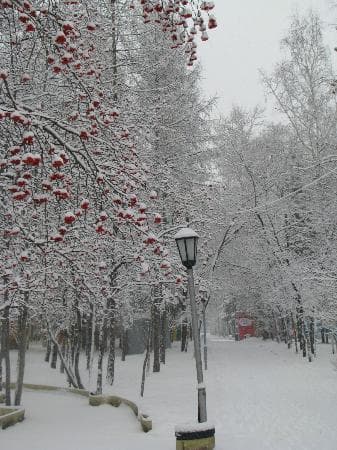 центральный парк зимой
