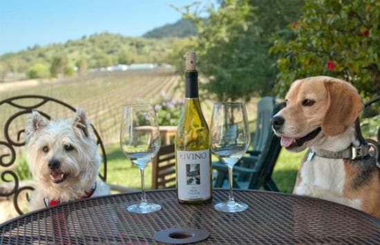 Dogs welcome