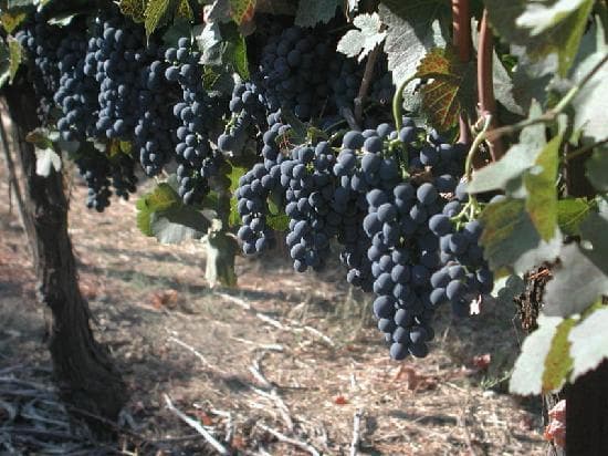 Del Rio Vineyards - growing 15 grape varietals