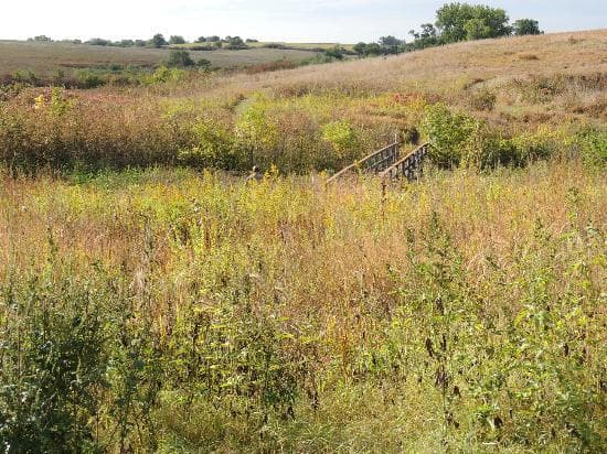 Prairie view along trail