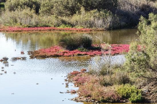 Rio Viejo

