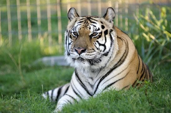 See over 100 rescued, big cats.