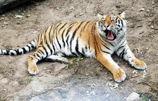 Tiger in the Kyiv Zoo
