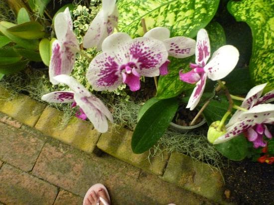 orchid house mackay
