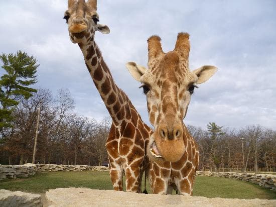 Giraffes!
