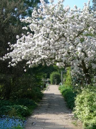 Apple Blossom cascades from the orchard