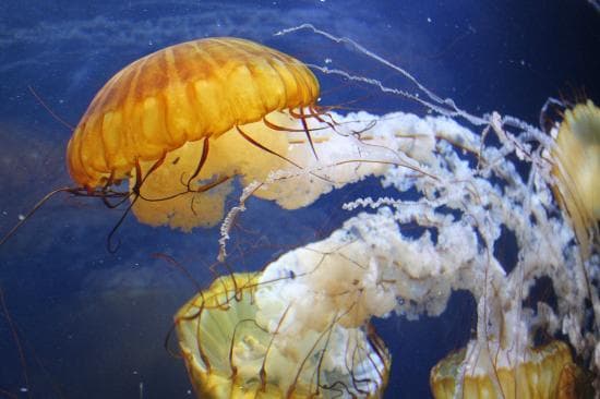 Pacific Sea Nettles
