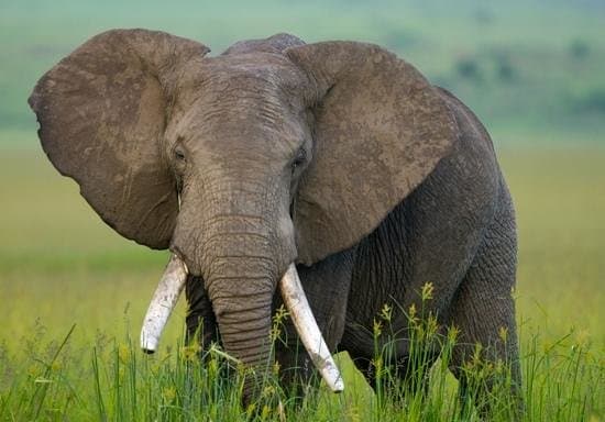                   Elephant...!!!
                