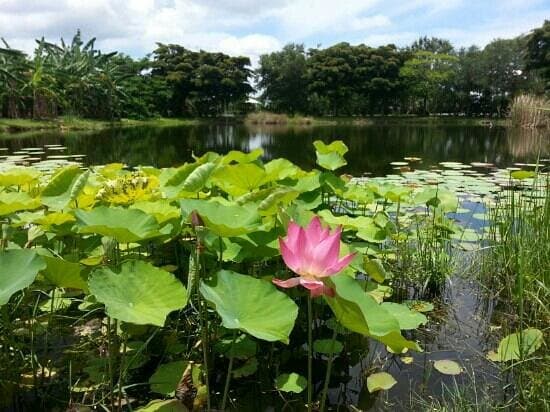 Palma Sola Botanical Garden - Taken 7/15/13