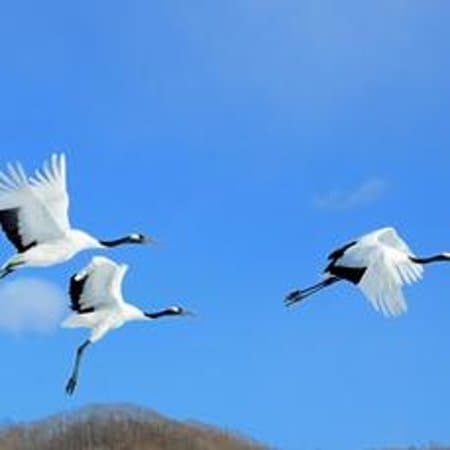 大空にはばたく丹頂鶴たち