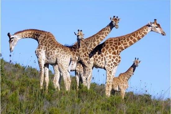 Giraffe on Game drive