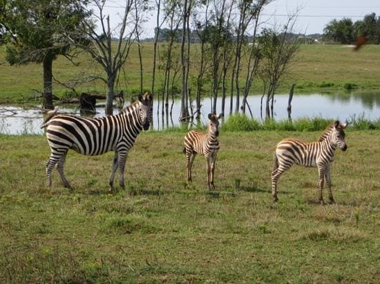 Mom and 2 baby zebras