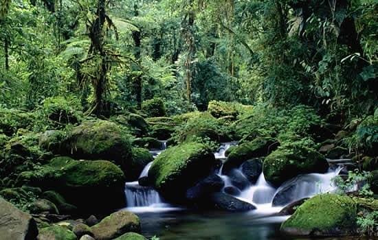 Monteverde Cloud Forest