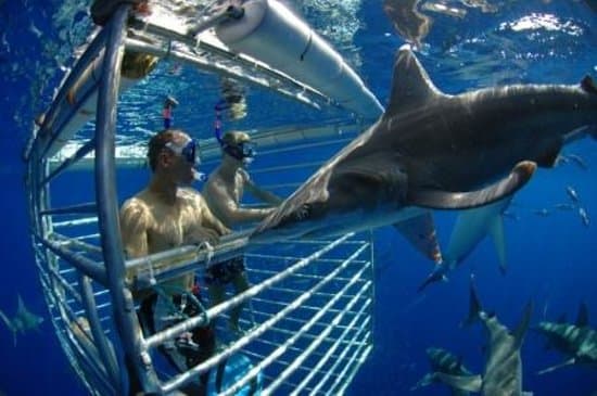 Hawaii Shark Encounters Haleiwa