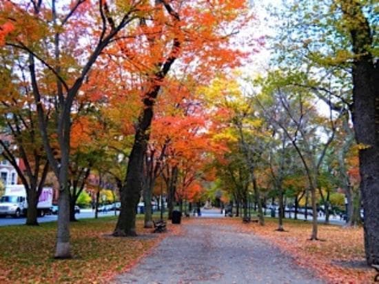 Fall foliage