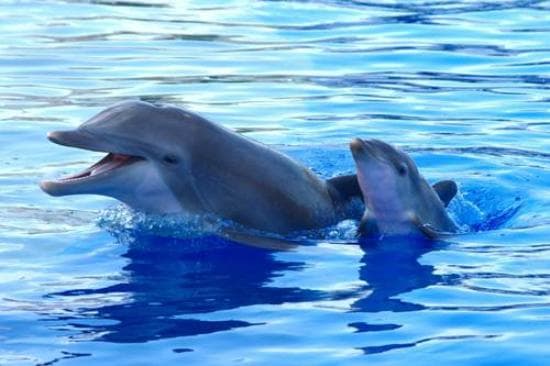 Come see our newest dolphin addition to the Marineland family, Dazzle's calf Coquina!