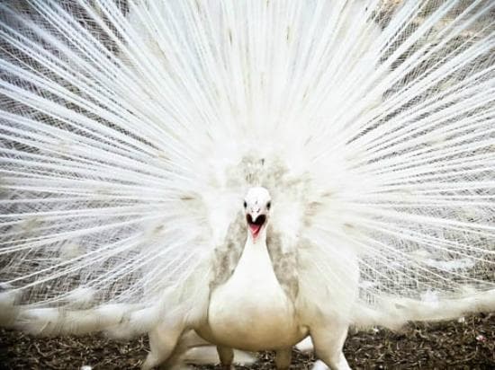 white peacock, pavo royal