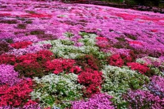 芝桜