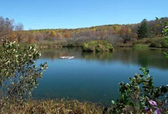 Pond, Powdermill Nature Reserve