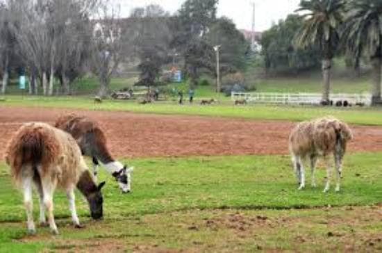 Animales