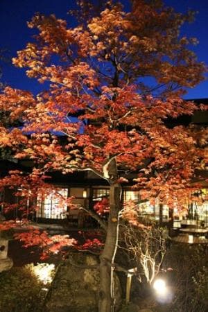 季節を感じられる中庭の「チシオモミジ」