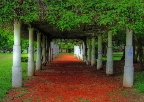 Camino