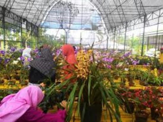 Kampung Anggrek